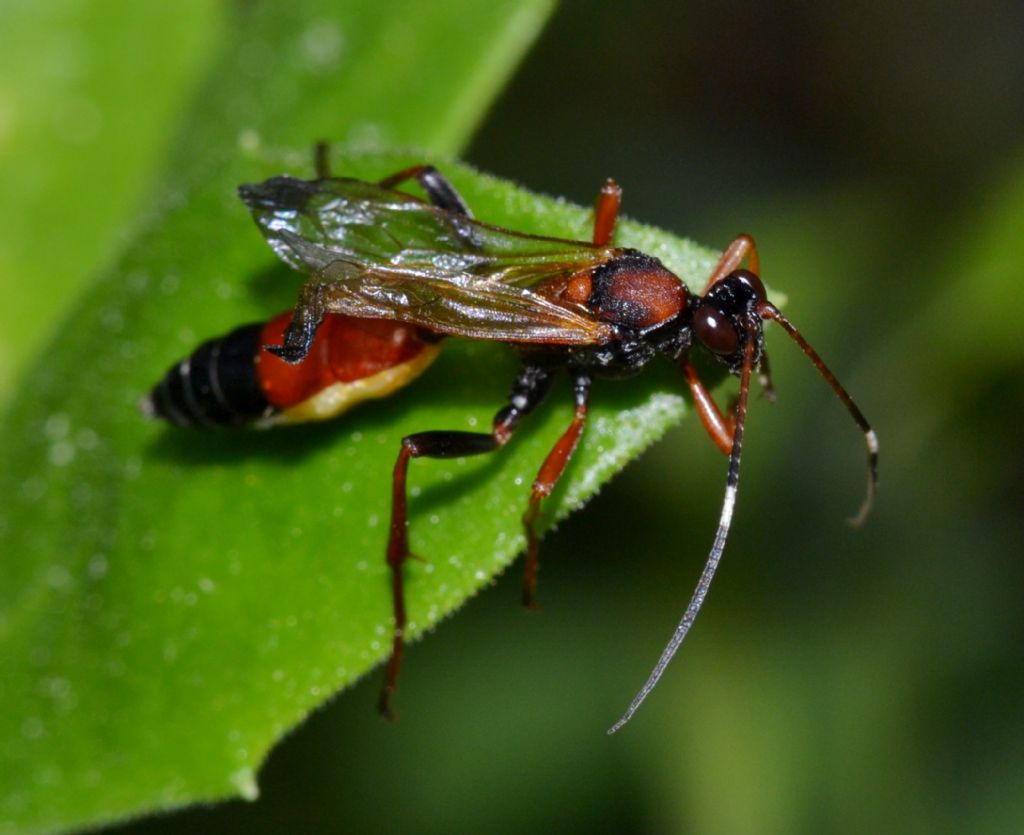 Ichneumonidae da identificare (156)